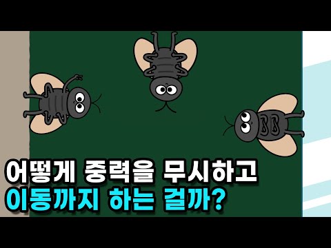 곤충은 어떻게 천장에 붙을 수 있는 걸까?