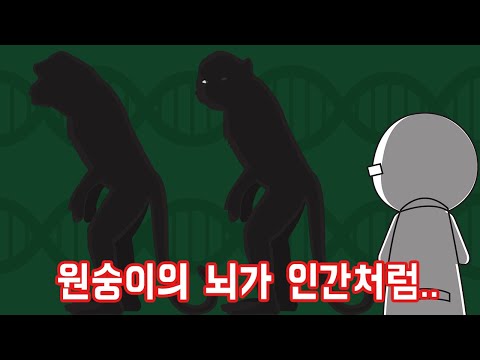 인간만이 가진 유전자를 원숭이에게 삽입하면 어떻게 될까?