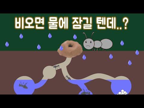 비가 오면 개미집은 물에 잠길까?