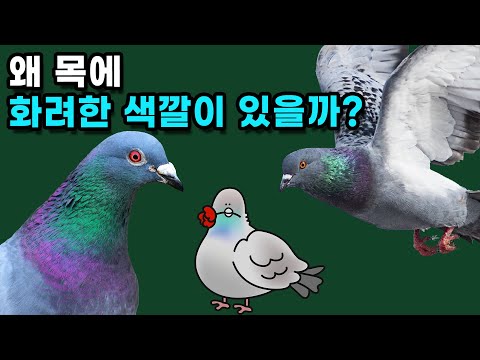 비둘기의 목은 어떻게 형광을 띠고 있을까?