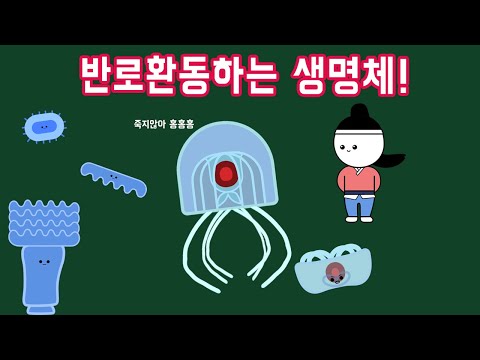 영생하는 생명체가 있을까? - 홍해파리편 -