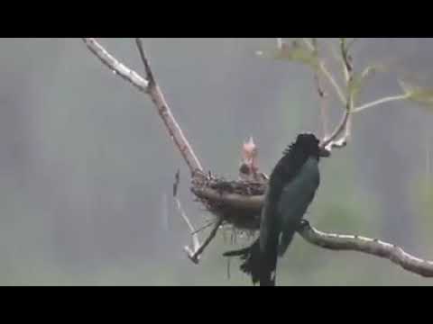 How birds protect their nests in rainy season