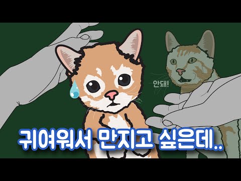 새끼 길고양이를 왜 만지면 안 될까?