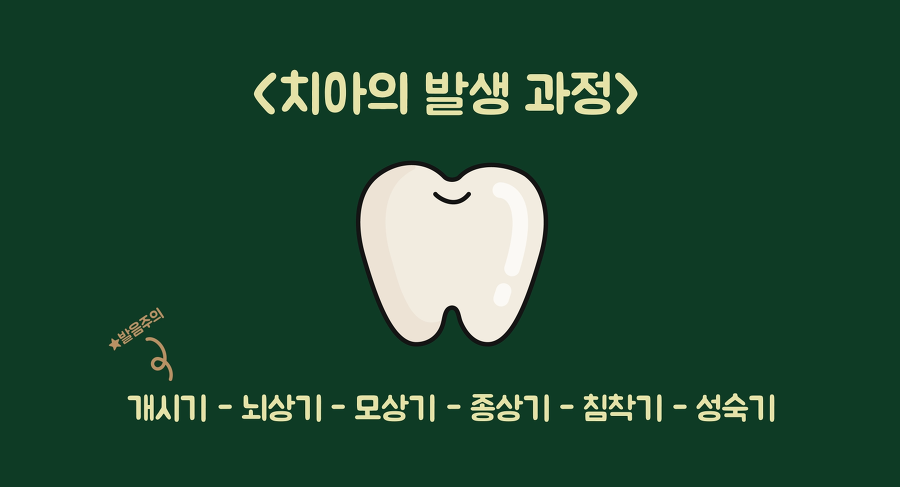 치아 발생 