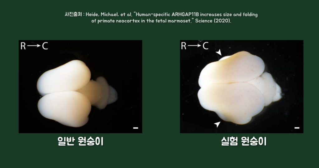 인간 원숭이 유전자5