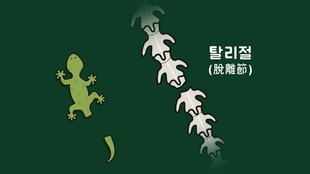 도마뱀 꼬리1