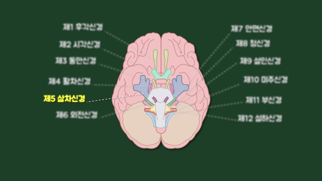 재채기와 감각 전달에 관여하는 뇌신경