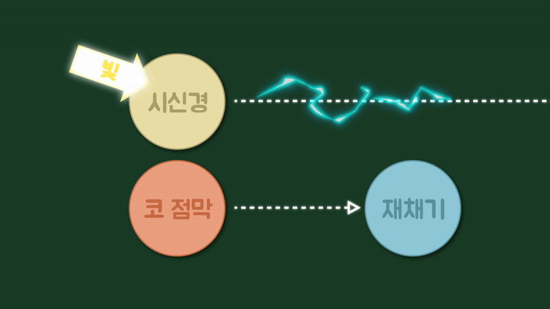 시신경과 코점막의 재채기 신호를 비교한 도식