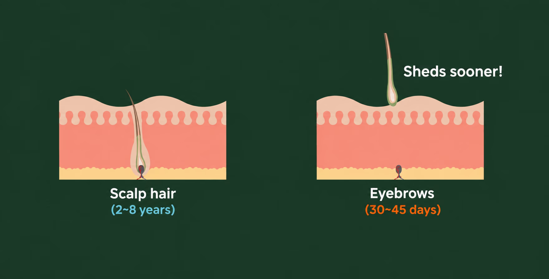 Comparison of growth phases for scalp hair and eyebrows
