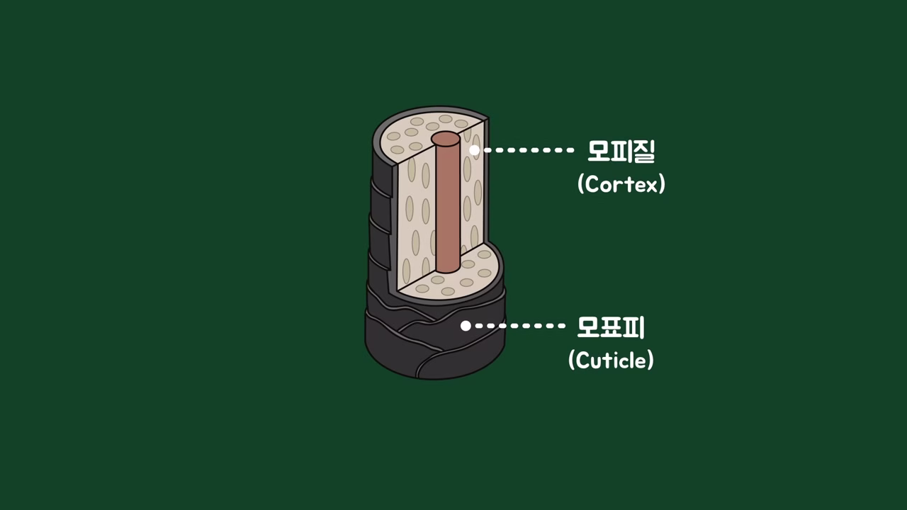 머리카락의 모표피와 모피질 구조