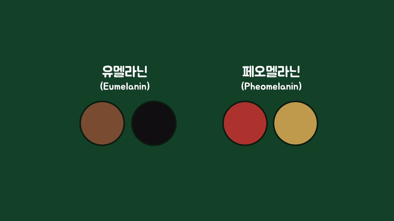 유멜라닌과 페오멜라닌이 나타내는 색