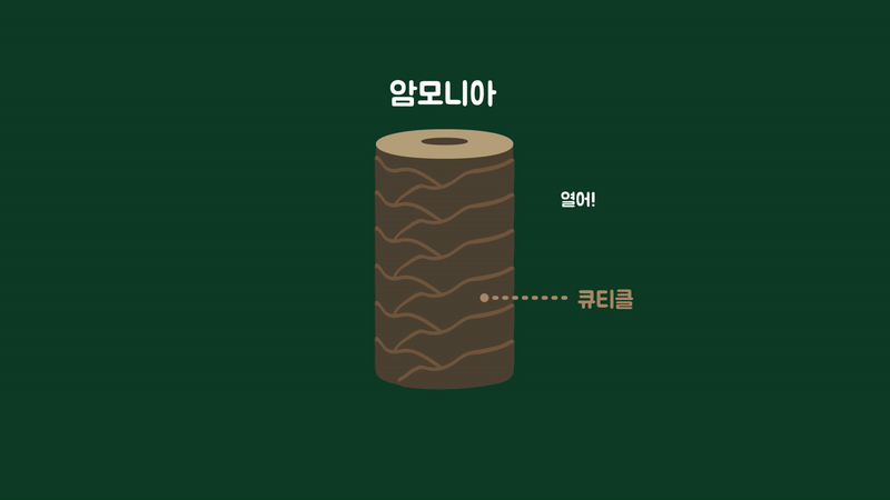 큐티클층과 멜라닌 색소에 작용하는 염색 과정