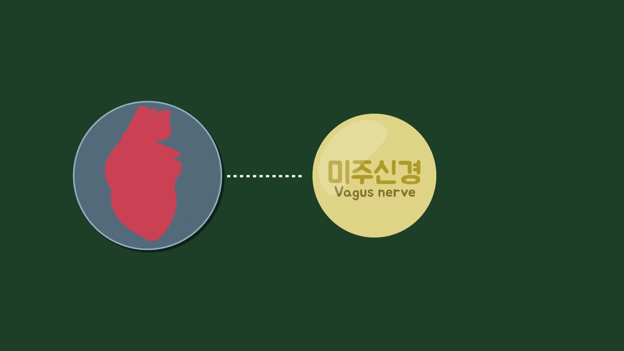 심장 박동 조절에 관여하는 미주신경