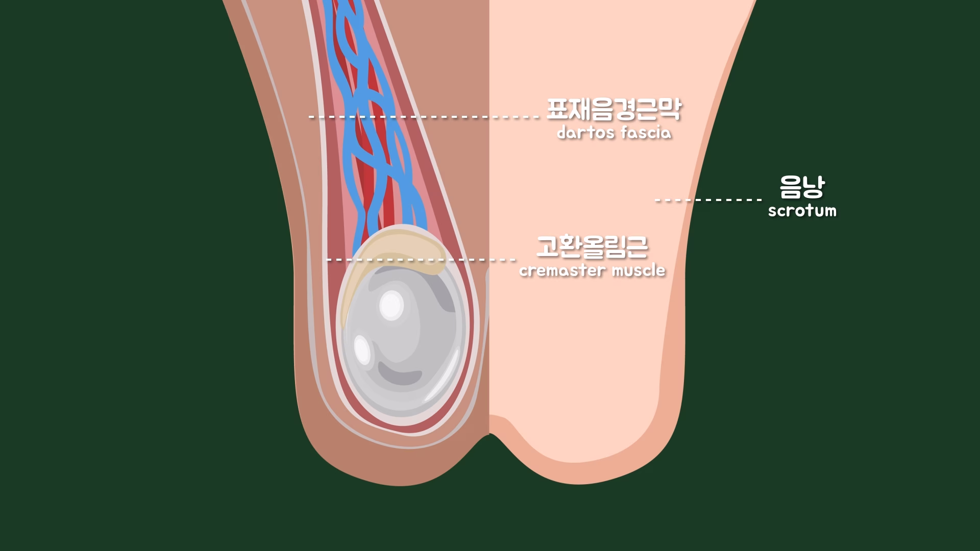 음낭과 고환올림근, 표재음경근막의 해부학적 구조