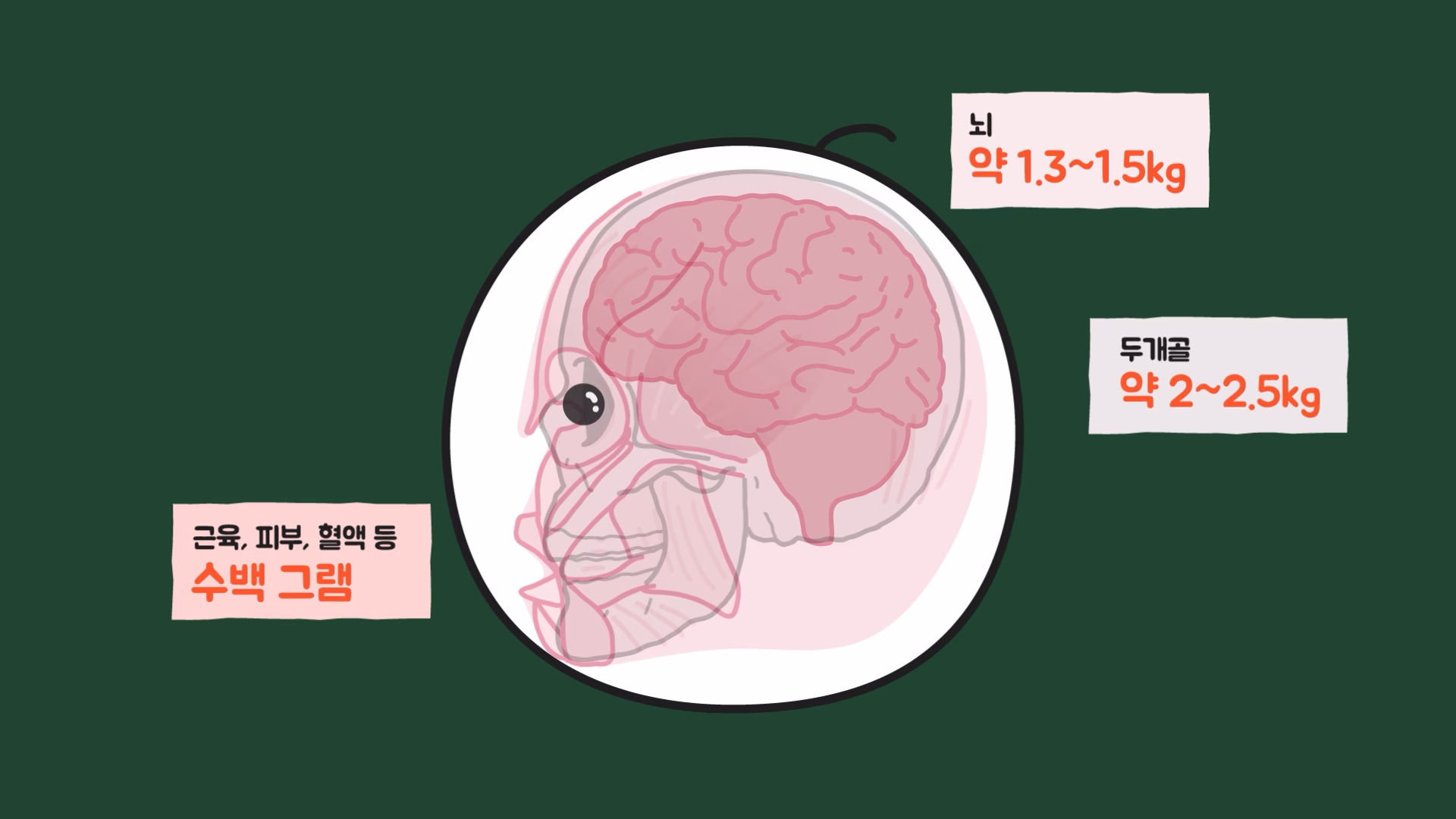 머리 무게를 구성하는 뇌와 두개골, 피부와 혈액