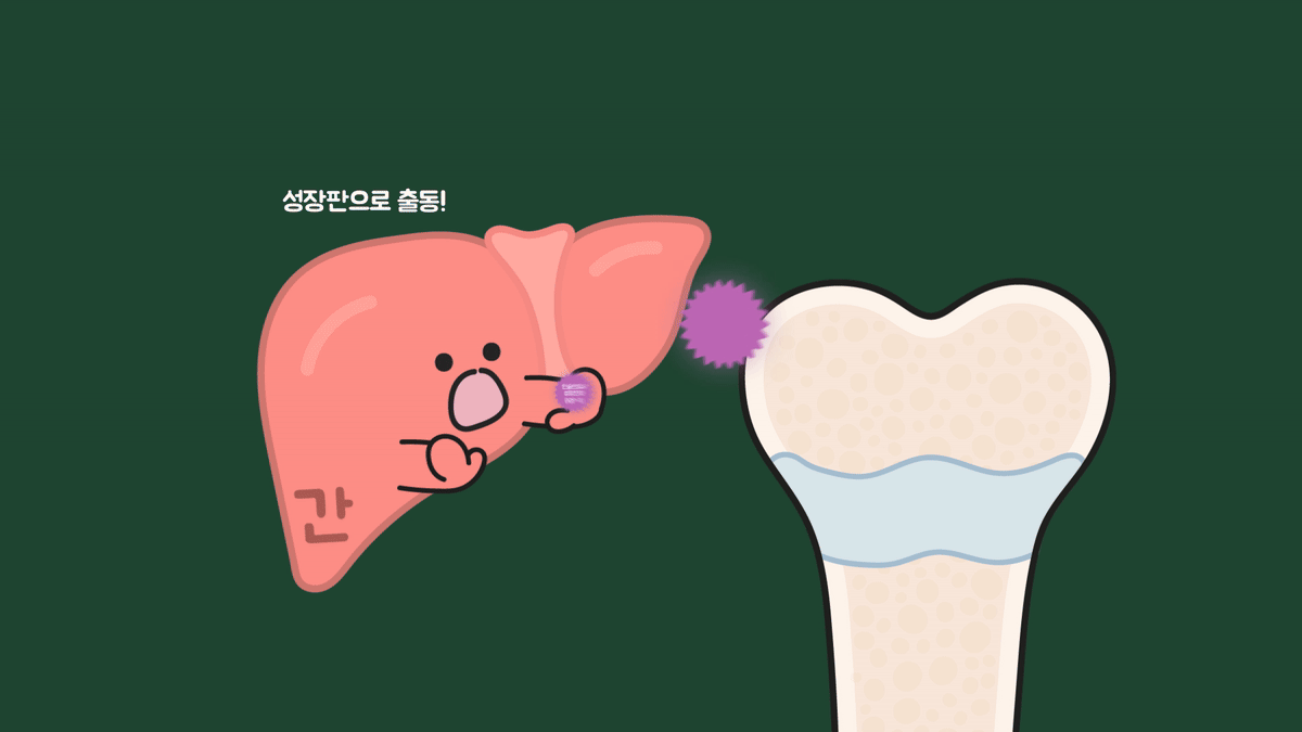성장 호르몬이 간에서 IGF-1 생성을 촉진하고 성장판에 작용하는 과정